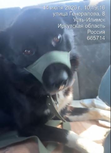 14.07.2026 отлов в районе Генералова 8, кобель черный