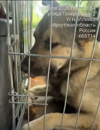 28.07.2026 отлов в районе Генералова, кобель бежево-серый