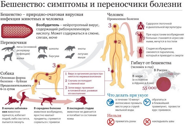 Бешенство. Как проявляется