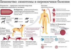 Бешенство. Как проявляется