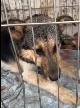 25.09.2026 отлов в районе Железнодорожный, ул. Ворошилова, сука чепрачная
