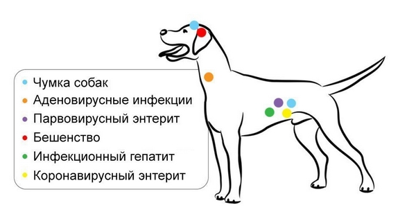 ВЕСНА! Какие болезни ждать собакам?
