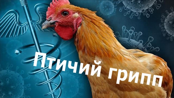 Грипп птиц  в Ростовской области