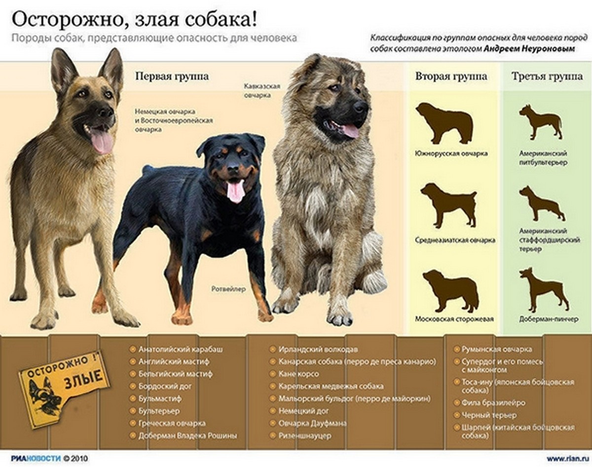 Опасные породы собак. в картинках