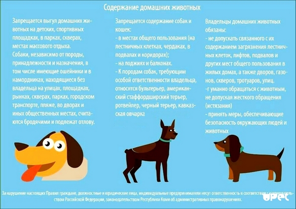 Правила содержания питомцев, в картинках
