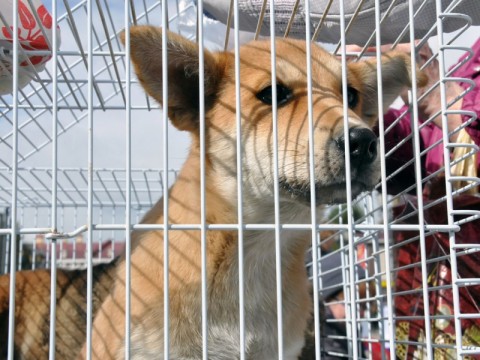 Изменения в законе по отлову бродячих животных