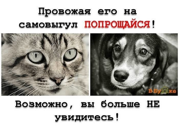 Отпуская своё животное на самовыгул, не забудь  попрощаться!