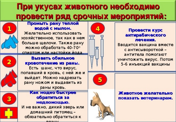 Вас УКУСИЛИ! Что делать?