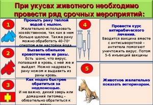 Вас УКУСИЛИ! Что делать?