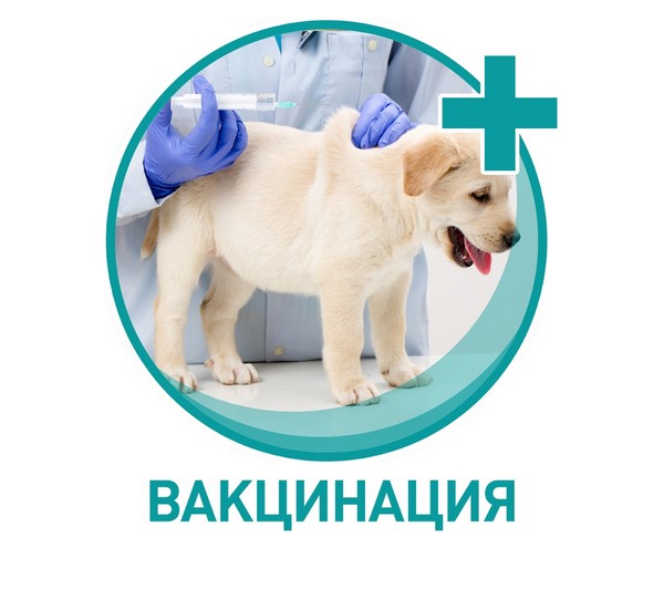 Вакцинация собак теперь дешевле