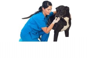 Поблагодари своего "АЙБОЛИТА"